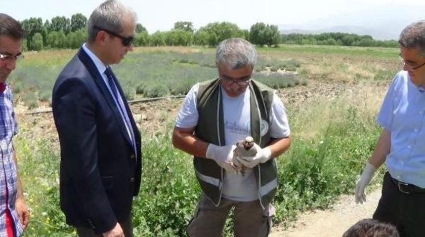 'canlı M&uuml;hre' Keklikler Tedavi Edilip Doğaya Bırakıldı