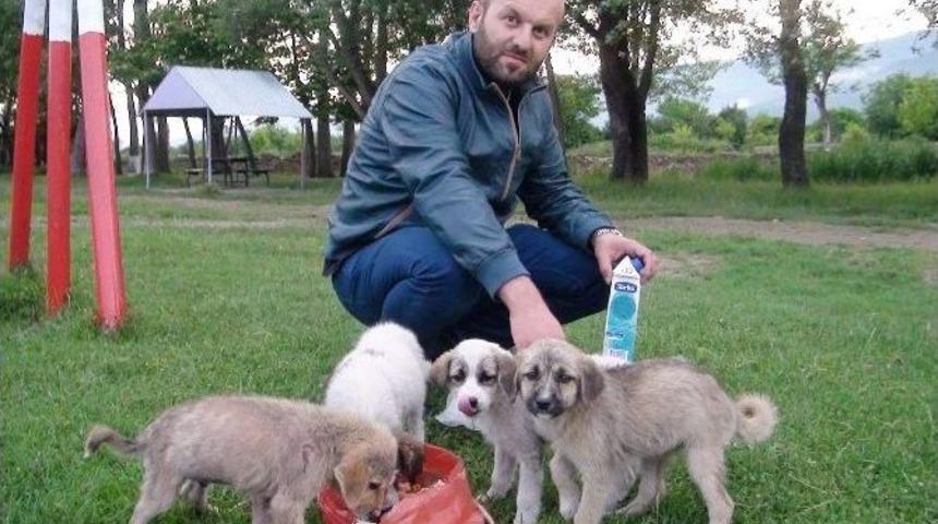 Terkedilen Yavru K&ouml;peklere Berber Sahip &Ccedil;ıktı