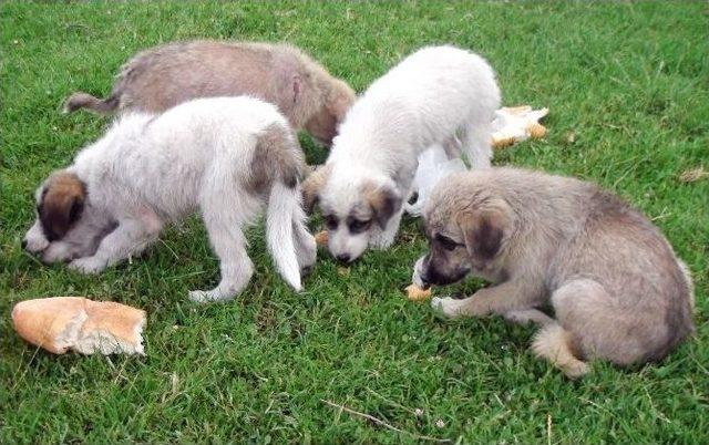 Terkedilen Yavru Köpeklere Berber Sahip Çıktı