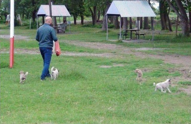 Terkedilen Yavru Köpeklere Berber Sahip Çıktı