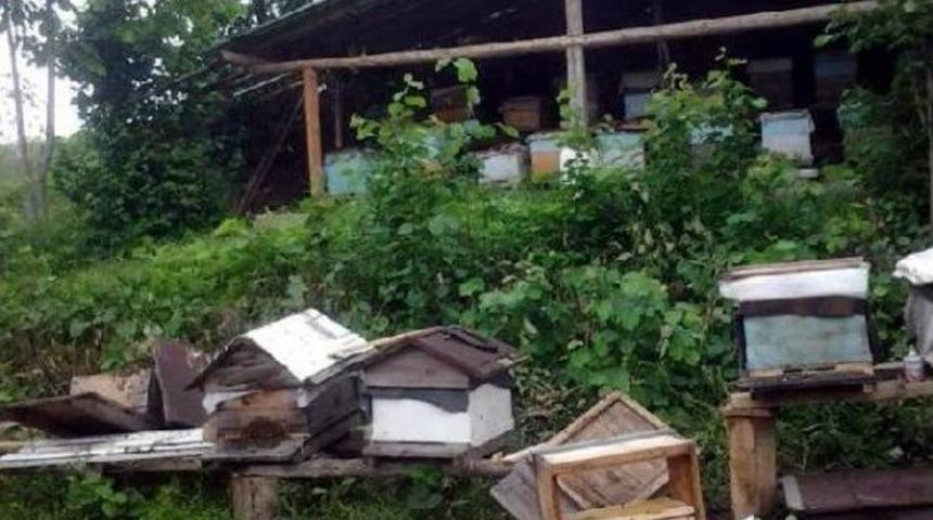 K&ouml;ye Inen Ayı Arı Kovanlarını Par&ccedil;aladı