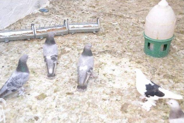 G&uuml;vercinleri &Ccedil;ocukları Gibi Seviyor 1