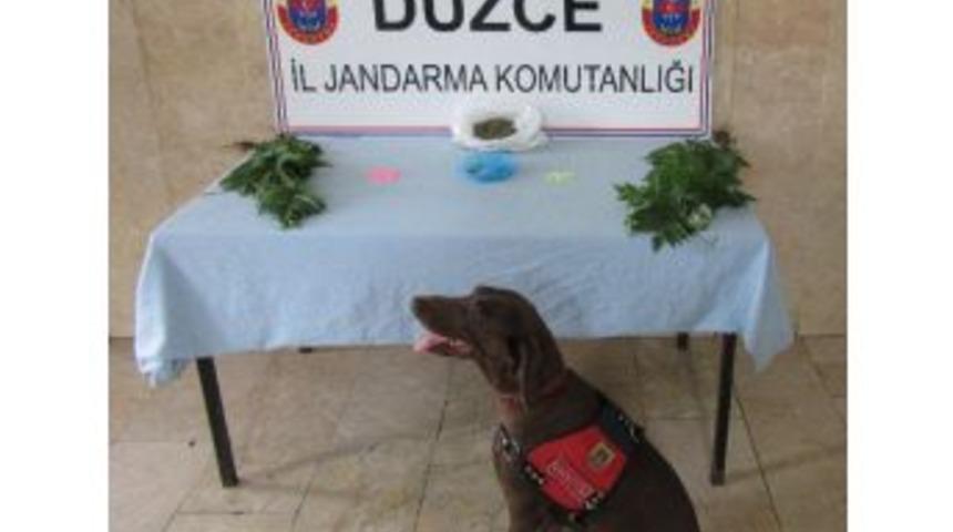 Jandarmadan Uyuşturucu Operasyonu