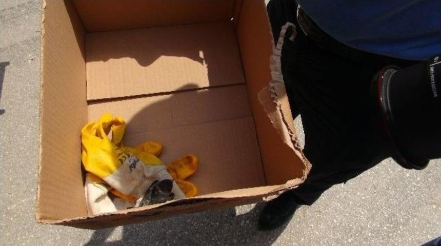 (&ouml;zel Haber) İtfaiye Ekiplerinin Yuvadan D&uuml;şen Kuş Yavrusu İ&ccedil;in M&uuml;cadelesi