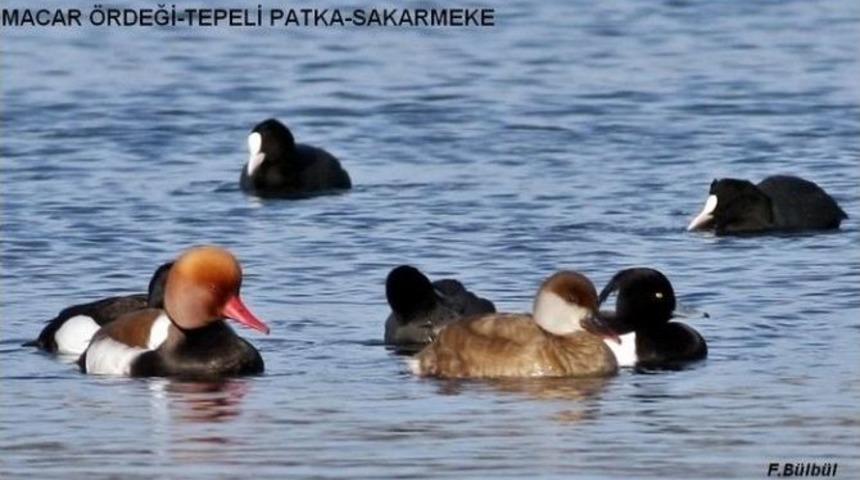 Hersek G&ouml;l&uuml;&rsquo;nde 180 Kuş T&uuml;r&uuml; Tespit Edildi