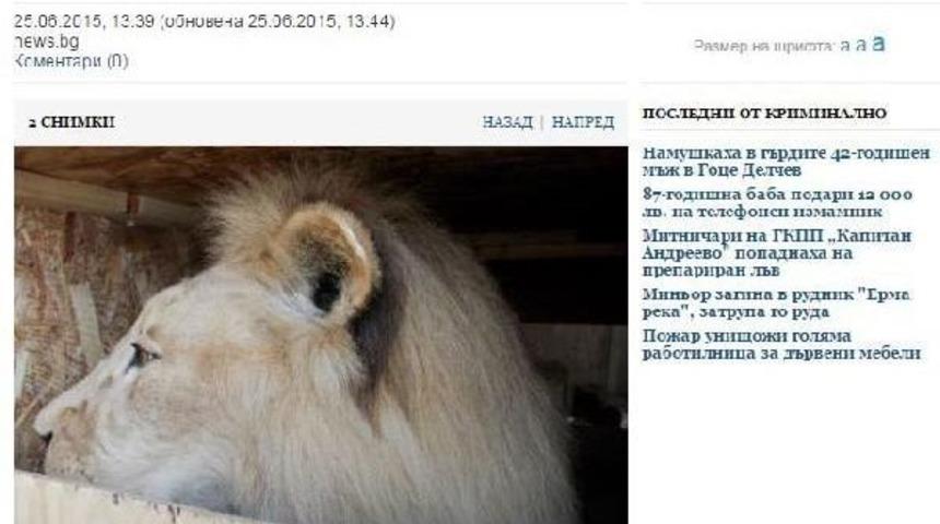 Tahnitlenmiş Aslanı Sınırdan Ge&ccedil;iremedi