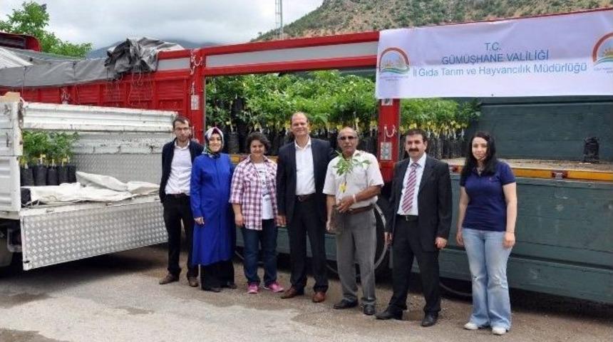 G&uuml;m&uuml;şhane&rsquo;de &Ccedil;ift&ccedil;ilere Ceviz Fidanı Dağıtıldı