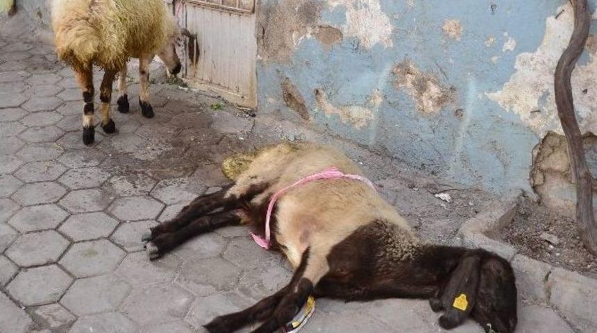 Sıcak Havalar Hayvanları Da Etkiledi