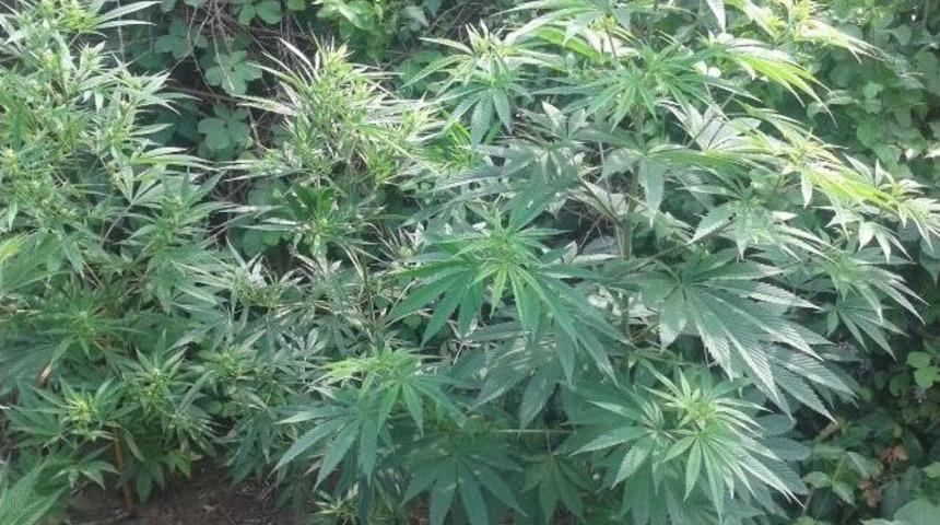 &Ccedil;arşamba&rsquo;da Hint Keneviri Operasyonu