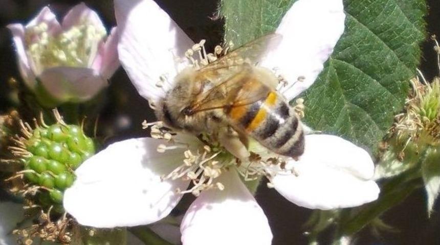 Arılarda Bu Hastalığın &Ccedil;aresi Yok