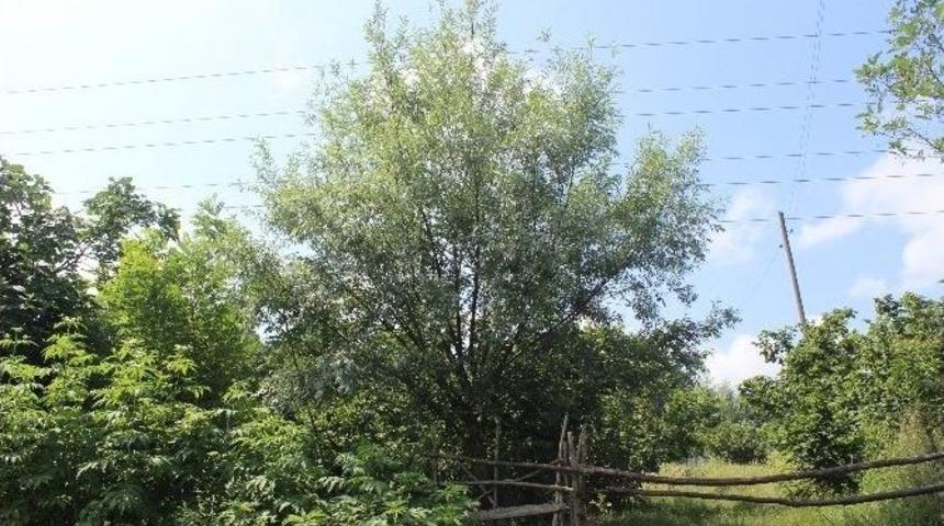 S&ouml;ğ&uuml;t Ve Kavak Ağa&ccedil;ları Tarımsal &Uuml;retimi Tehdit Ediyor