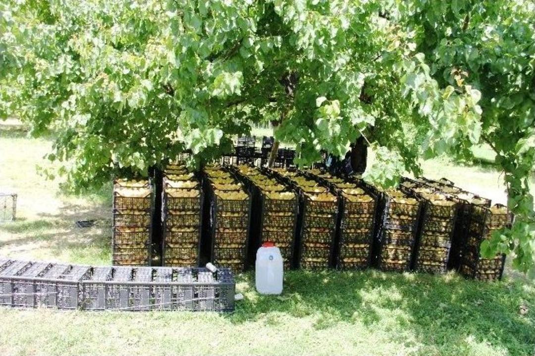 (&ouml;zel Haber) Hasadı Yapılan Iğdır Kaysısı 4 Farklı Şekilde Değerlendiriliyor