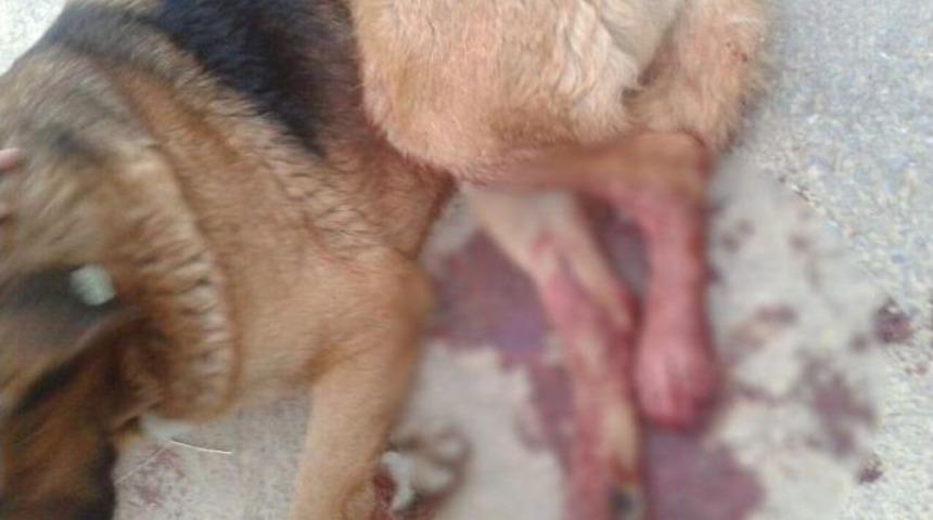 Komiser Yardımcısı, Karakol Bahçesinde Silahı İle Köpek Vurdu