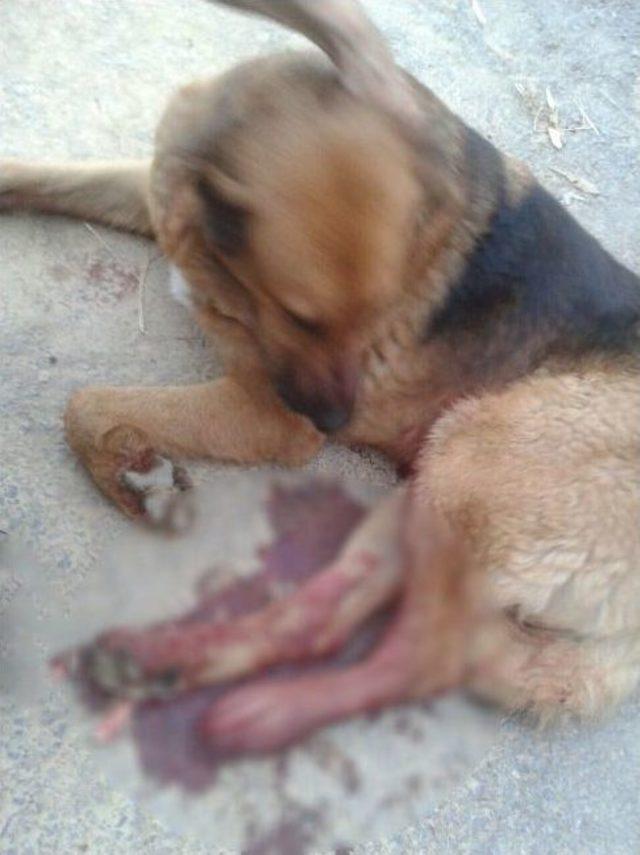 Komiser Yardımcısı, Karakol Bahçesinde Silahı İle Köpek Vurdu 1