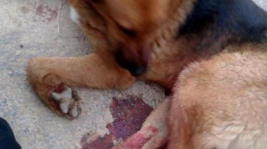 Komiser Yardımcısı, Karakolun Bah&ccedil;esinde K&ouml;peği Vurdu