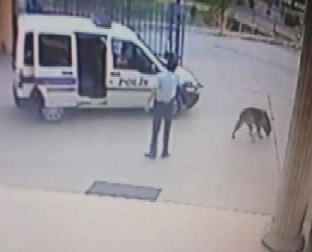 Komiser Yardımcısı, Karakolun Bahçesinde Köpeği Vurdu