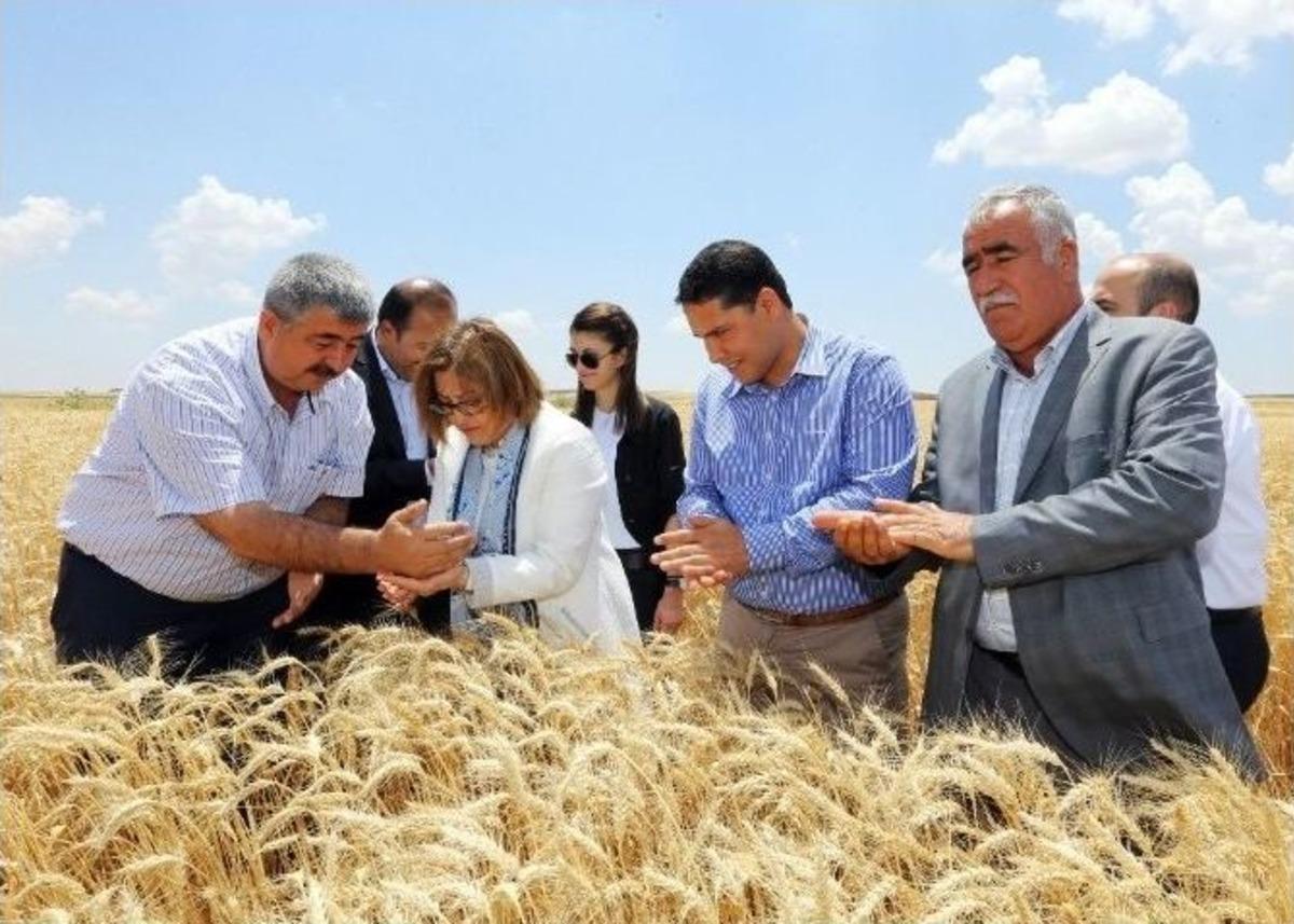 &Ccedil;ift&ccedil;iye Dağıtılan Buğday Tohumunda Y&uuml;ksek Verim Elde Edildi
