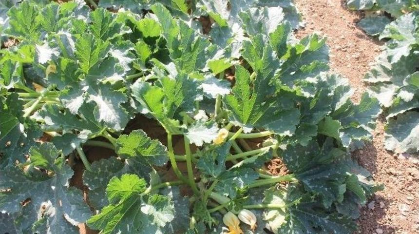 Siirt&rsquo;te Kabak Ve Marul Eken &Ccedil;ift&ccedil;i Zarar Etti