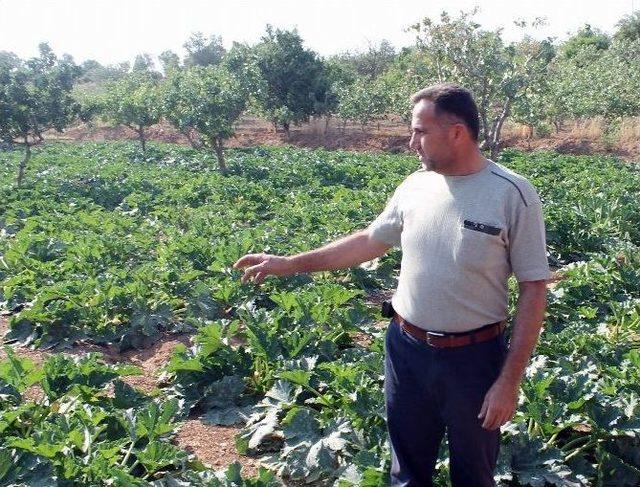 Siirt’te Kabak Ve Marul Eken Çiftçi Zarar Etti