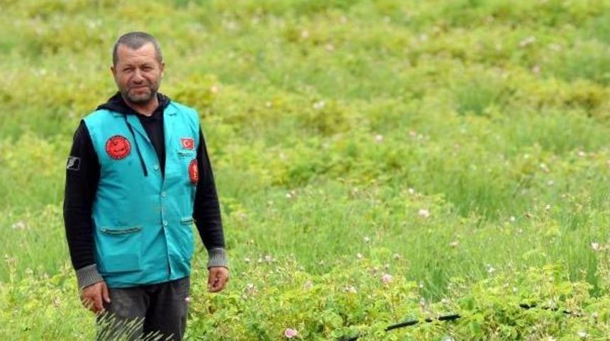 Doğa Kıyımını Lavantayla Durdurdu