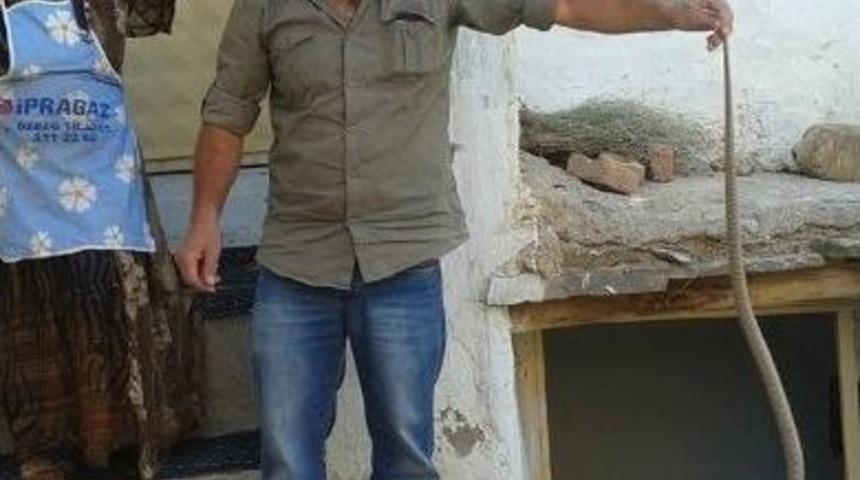 Evine Giren Yılanı Kuyruğundan Tutup Dışarı Bıraktı