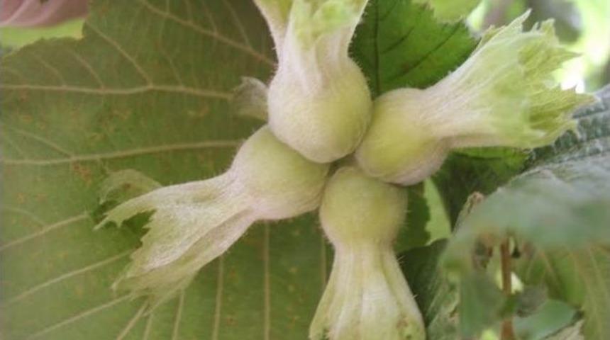 Fındıkta Külleme Hastalığına Dikkat