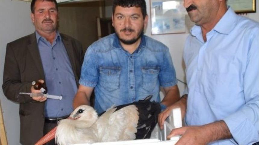 Yaralı Leylek Koruma Altına Alındı