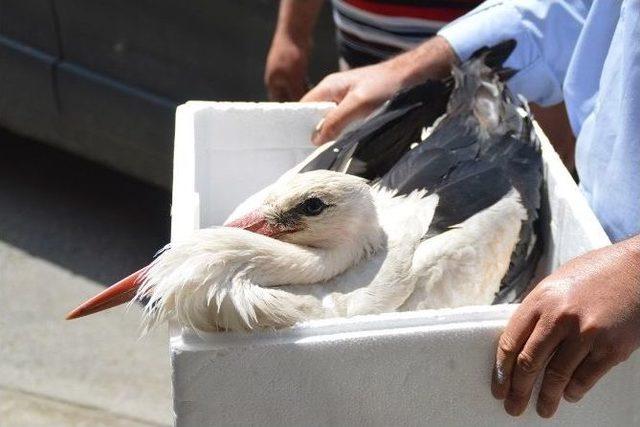 Yaralı Leylek Koruma Altına Alındı