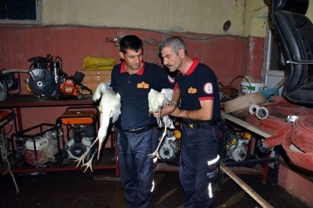 Y&uuml;ksel Gerilim Hattında Bulunan Leyleklerin Yuvası Yandı