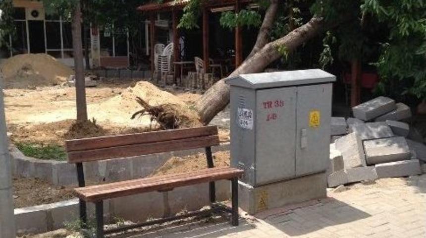 Dikkatsizlik 20 Yıllık Ağacı Devirdi