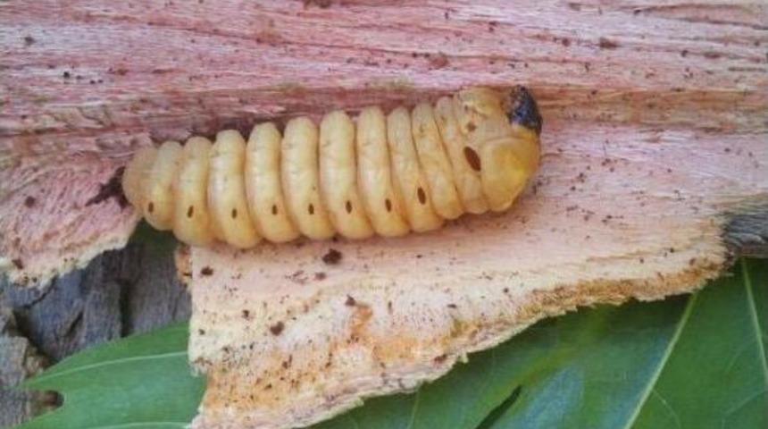 Asırlık &Ccedil;ınar Ağacının Dalı Kırıldı, 2 Yaralı