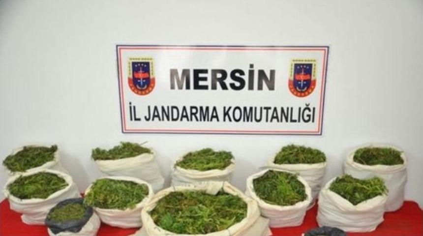 Mut&rsquo;ta 70 Kilo Esrar Ele Ge&ccedil;irildi