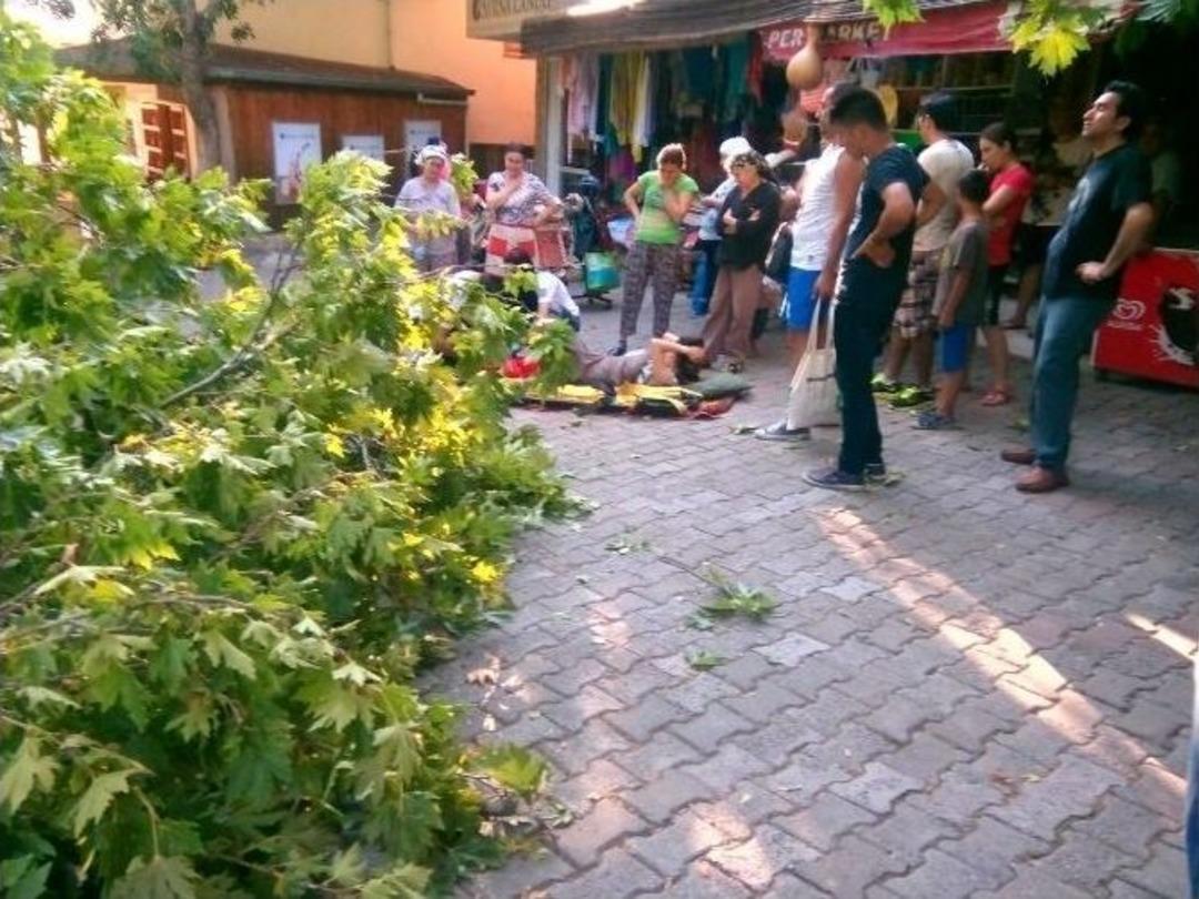 (&ouml;zel Haber) 2 Bin Yıllık Dev Ağacın Dalı Koptu: 2 Yaralı