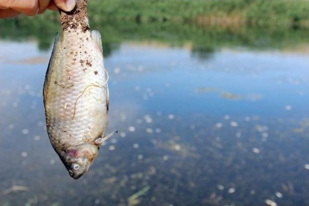 Toplu Balık &Ouml;l&uuml;mleri Korkutuyor