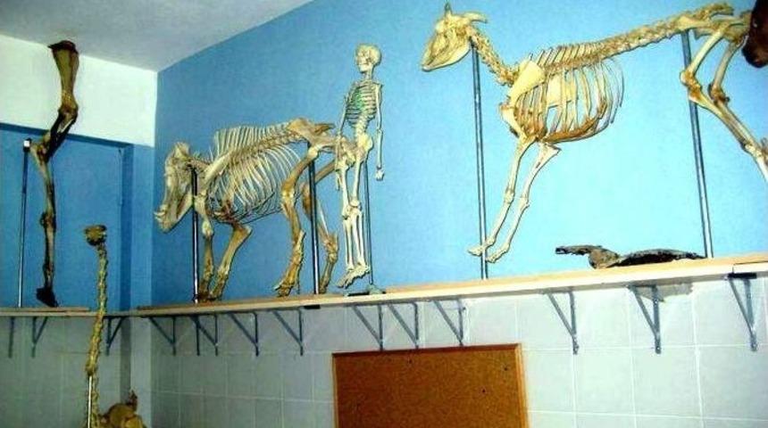 Ad&uuml;, Amerika&rsquo;ya Eşek Kemiği İhra&ccedil; Etti