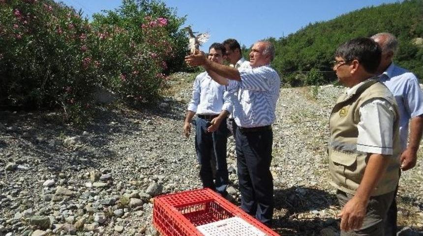 Kozan&rsquo;da Doğaya 500 Kınalı Keklik Salındı