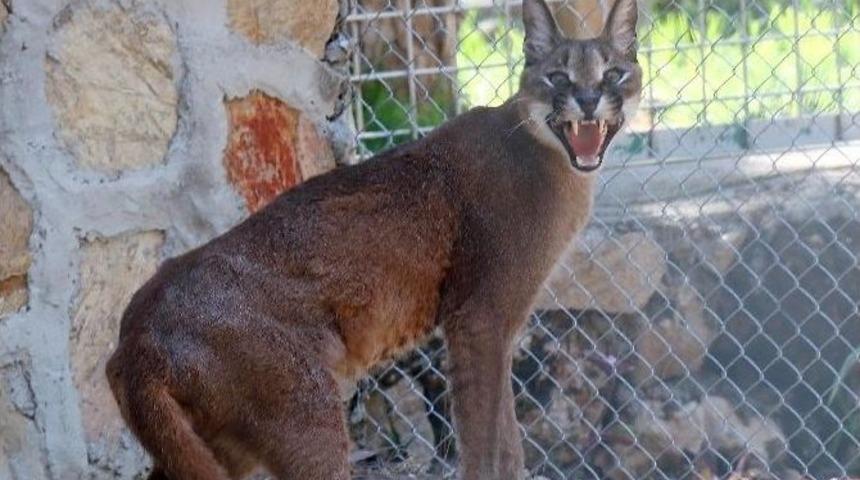 Yaralı Karakulak Hayata D&ouml;nd&uuml;
