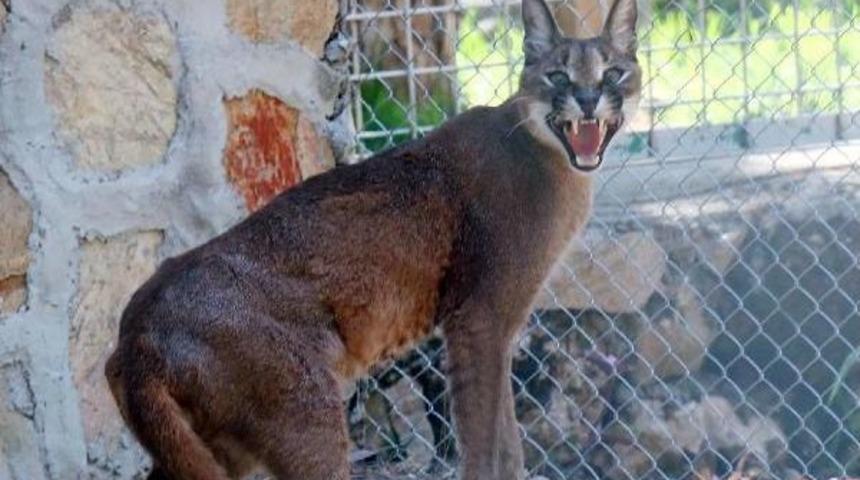 Yaralı Karakulak Hayata D&ouml;nd&uuml;