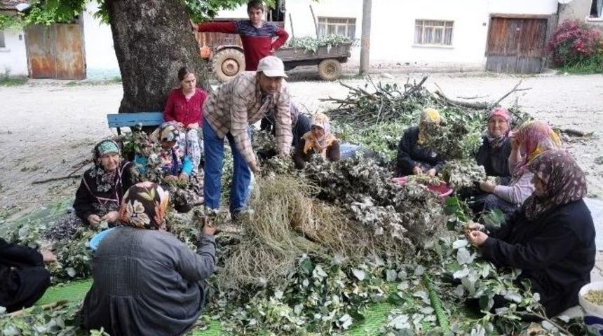 İpek B&ouml;cek&ccedil;iliğine İlgi Azalıyor