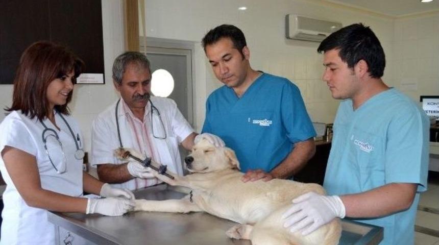 Beş Yılda Bin 450 K&ouml;peğe Ve 890 Kedi Sahiplendirildi