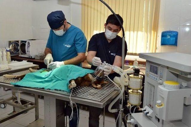 Beş Yılda Bin 450 Köpeğe Ve 890 Kedi Sahiplendirildi