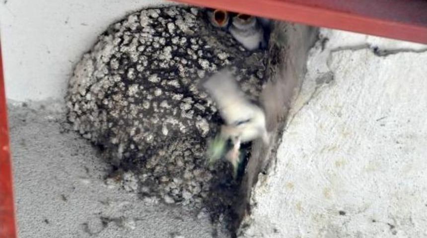 Kırlangı&ccedil; Yuvasını Bozmamak I&ccedil;in Dekorasyonu Tamamlamadan Işyerini A&ccedil;tı