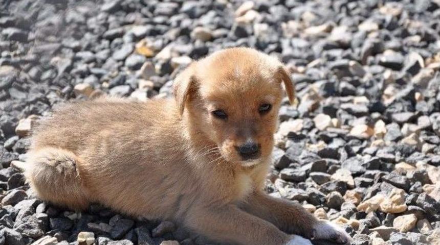 6 Ayda 125 Hayvan Sahiplendirildi