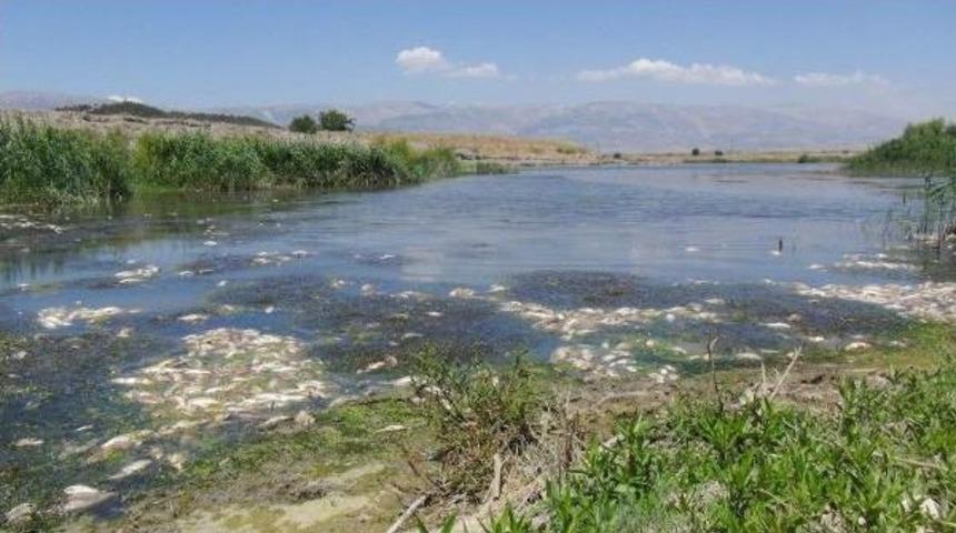 Fabrikaların Atıklarının D&ouml;k&uuml;ld&uuml;ğ&uuml; &Ccedil;ayda Balıklar Telef Oldu
