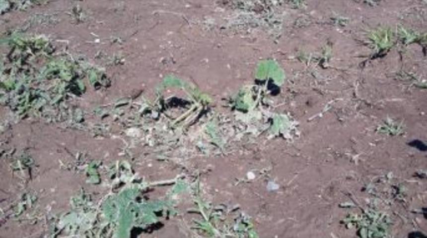 Kayseri&rsquo;De Dolunun Zararı Tespit Ediliyor