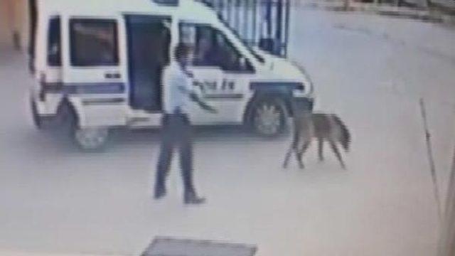 Police Officer May Face Dismissal For Shooting Dog In Western Turkey