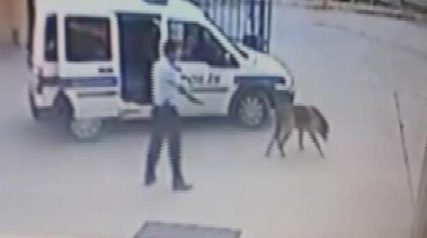 Police Officer May Face Dismissal For Shooting Dog In Western Turkey