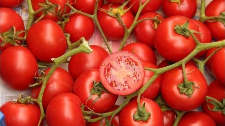 Samsun&rsquo;da En &Ccedil;ok Domates, Biber Ve Buğday Yetişiyor