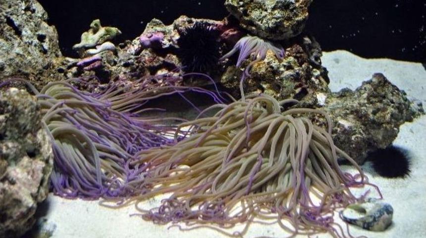 Aqua Vega, Anemonları Ağırladı