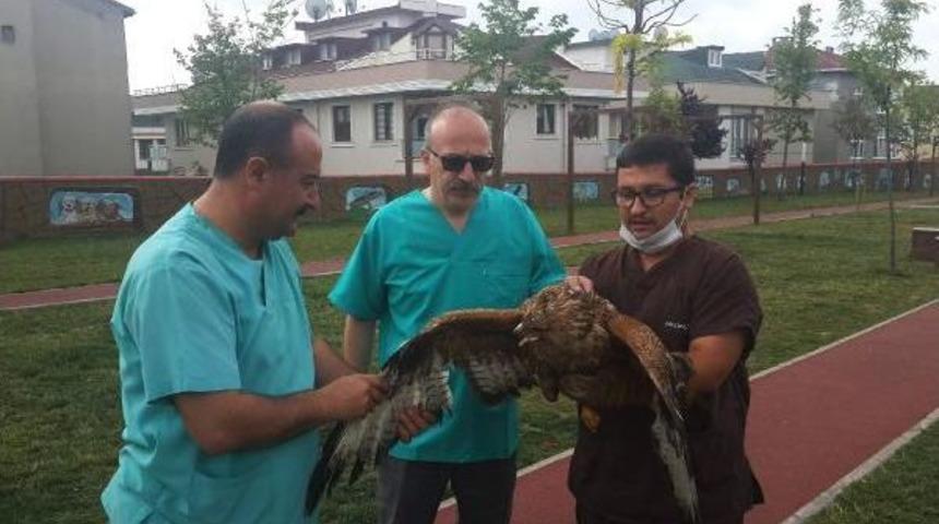 Martı Ve Kargaların Saldırısına Uğradı